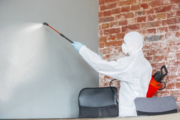 Best Environmental Consulting for Mold Prevention  in San Marino, CA