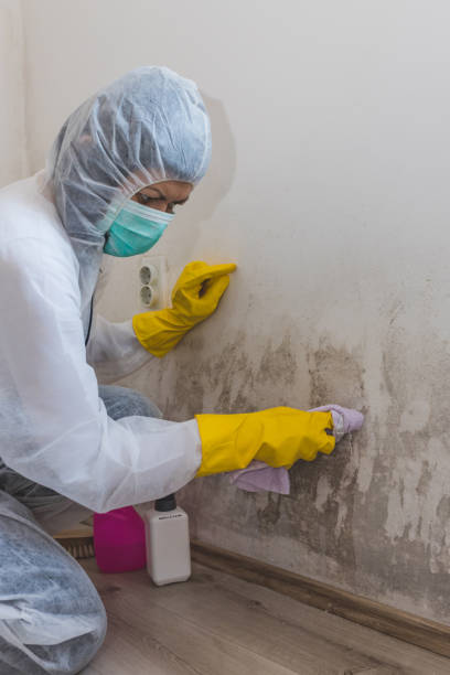 Best Mold Odor Removal Services  in San Marino, CA